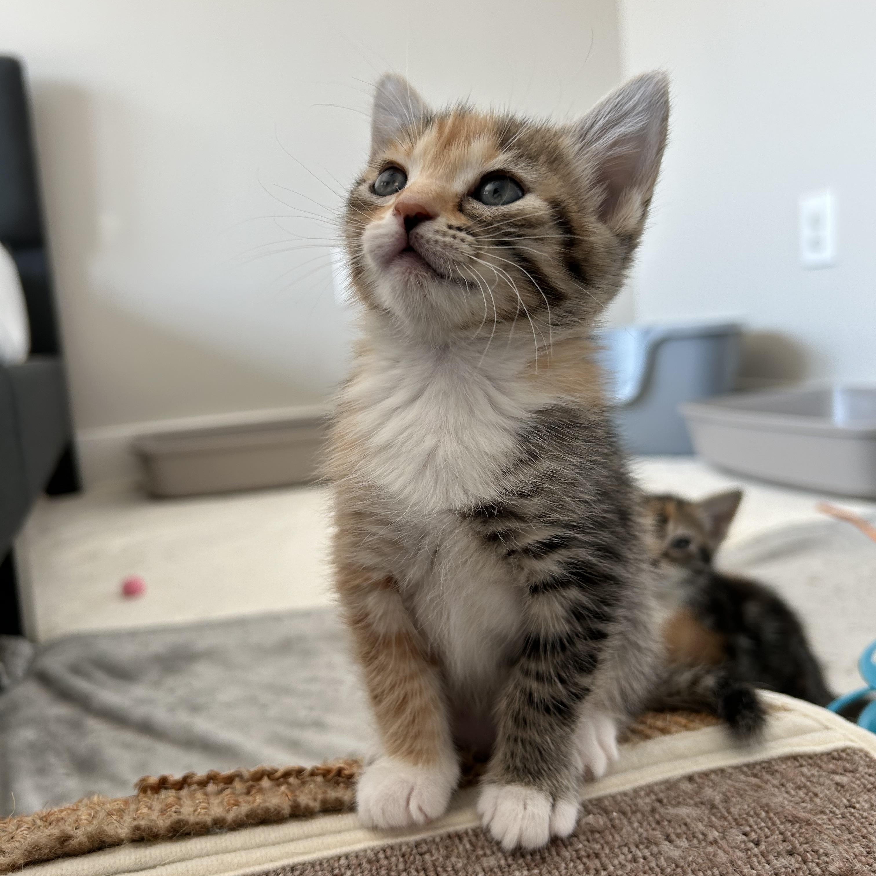 Gabriela, an adopted Domestic Short Hair in Easley, SC image 1/4
