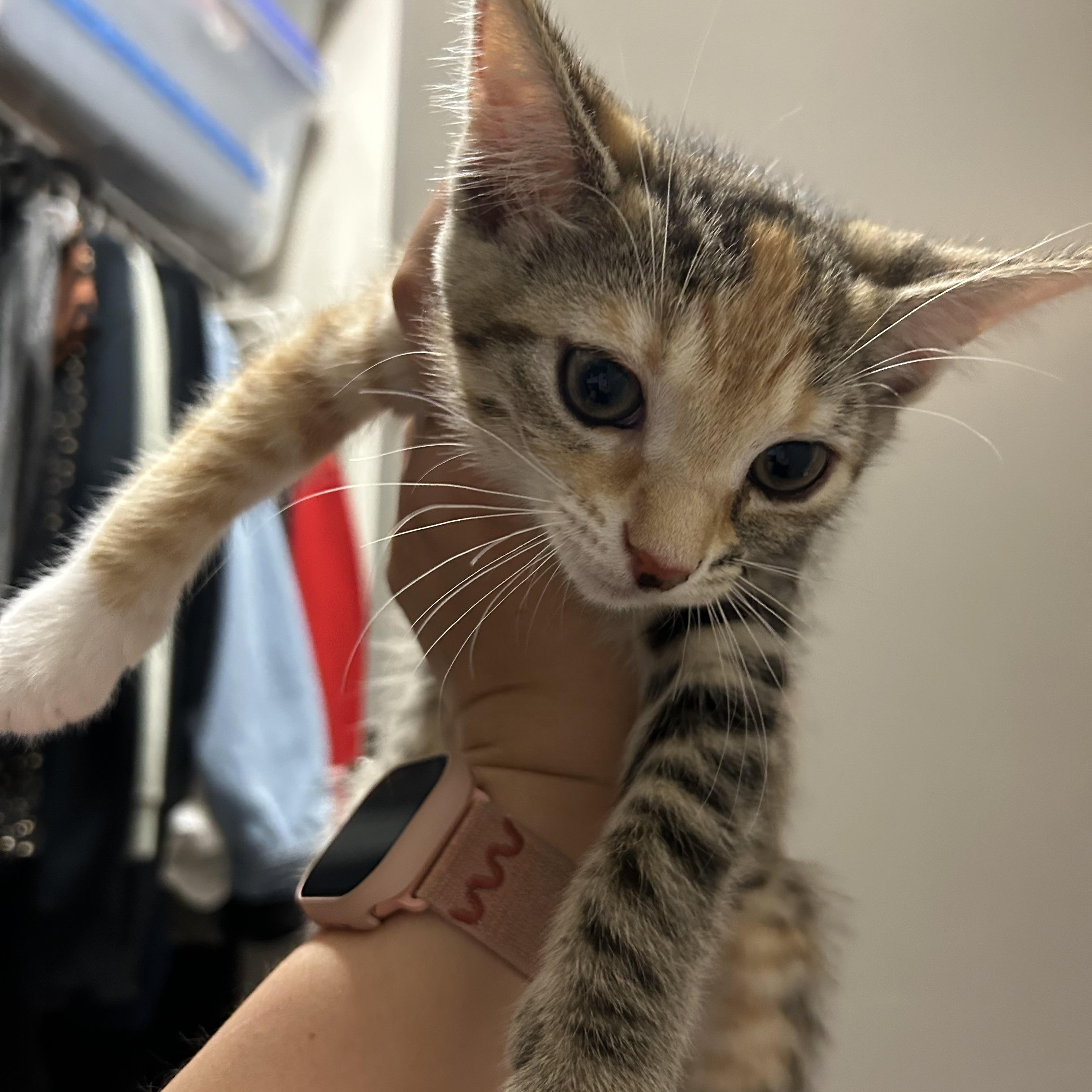 Gabriela, an adopted Domestic Short Hair in Easley, SC image 3/4