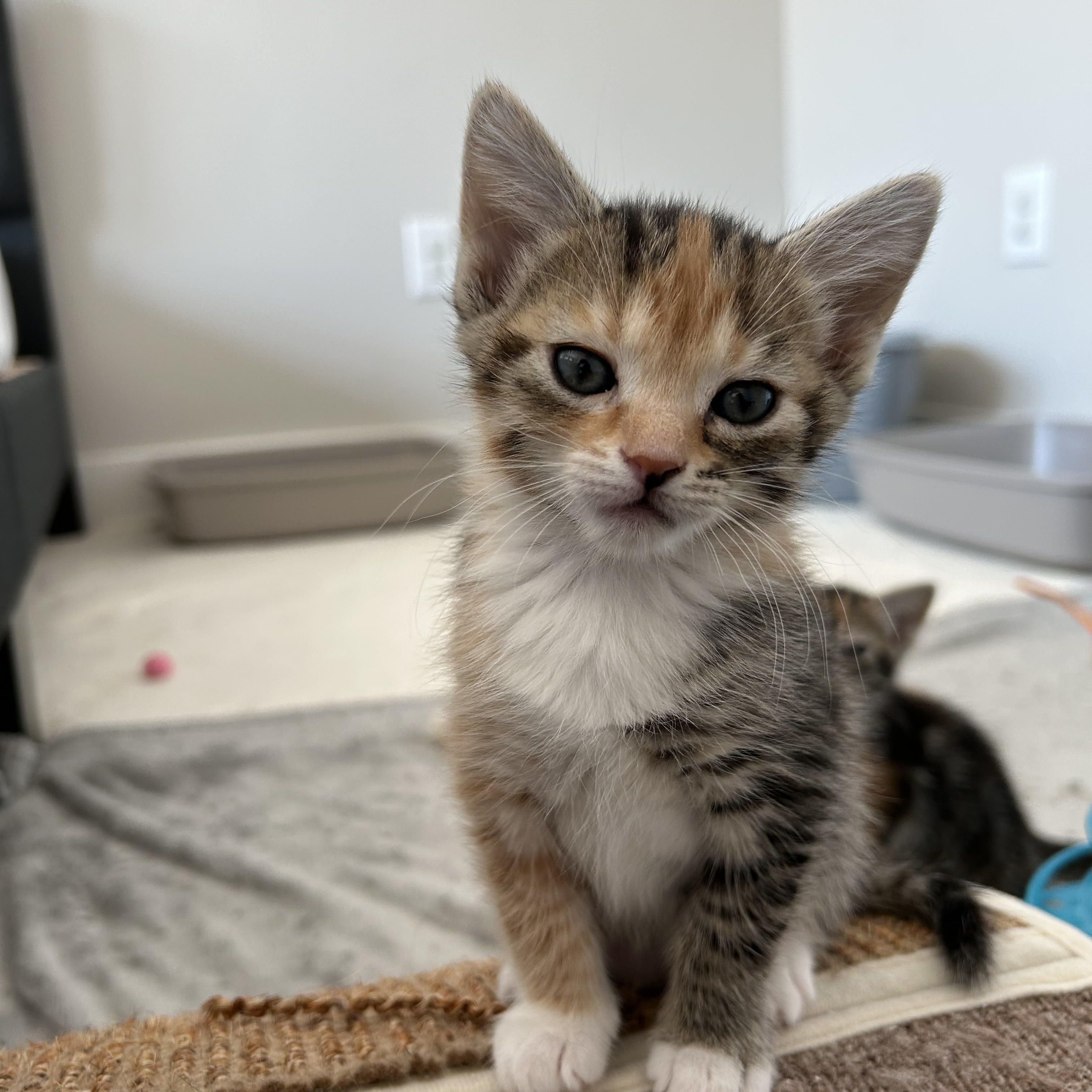Gabriela, an adopted Domestic Short Hair in Easley, SC image 4/4