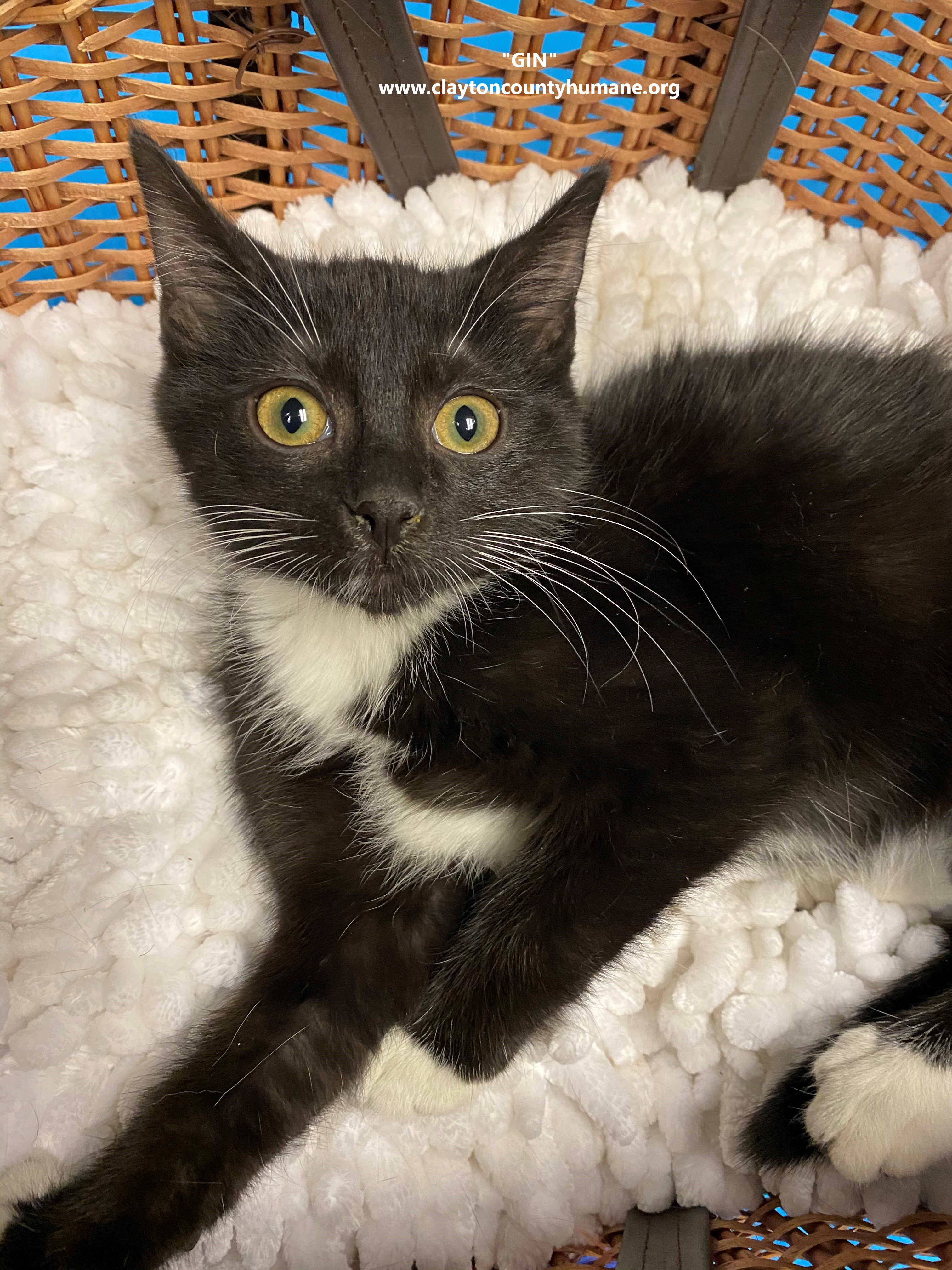 Gin, a Adoptable Domestic Short Hair in Jonesboro, GA image 1/2