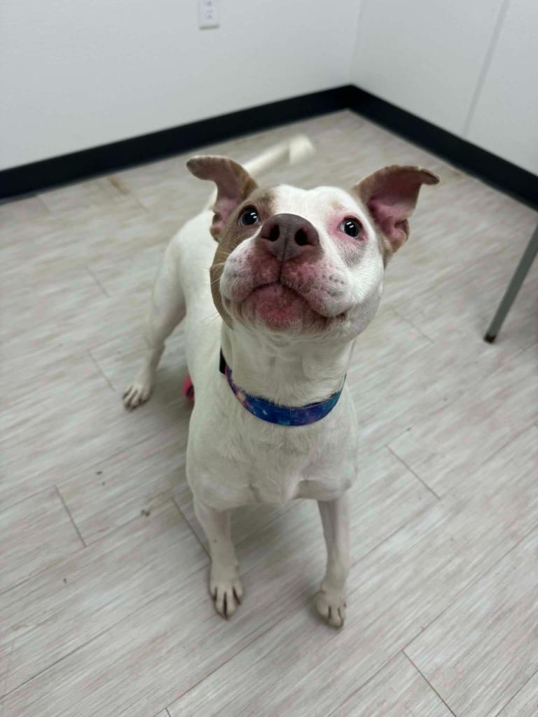 Luna May, Adoptable, Adult Female Pit Bull Terrier & Mixed Breed.