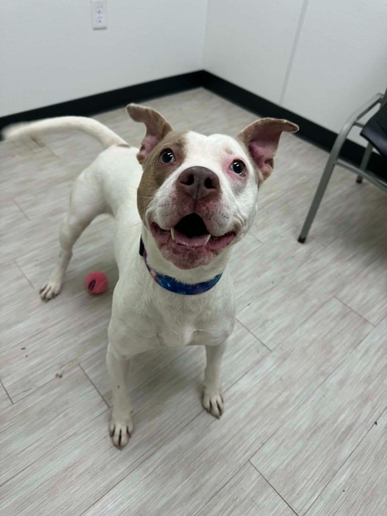 Enlarge Luna May, a Adoptable mixed breed in Marion, OH image 2/6