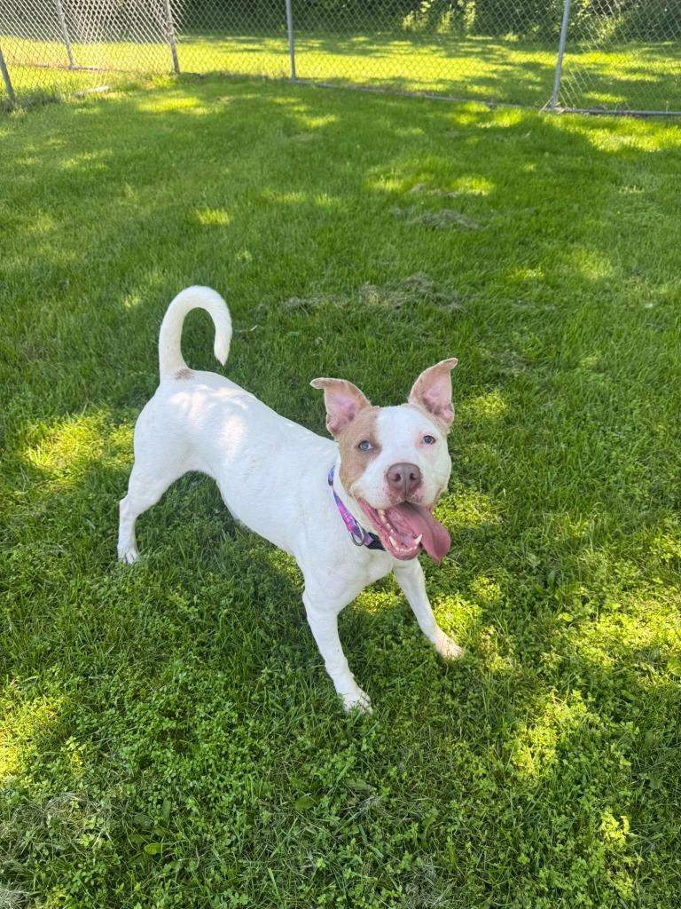 Enlarge Luna May, a Adoptable mixed breed in Marion, OH image 3/6