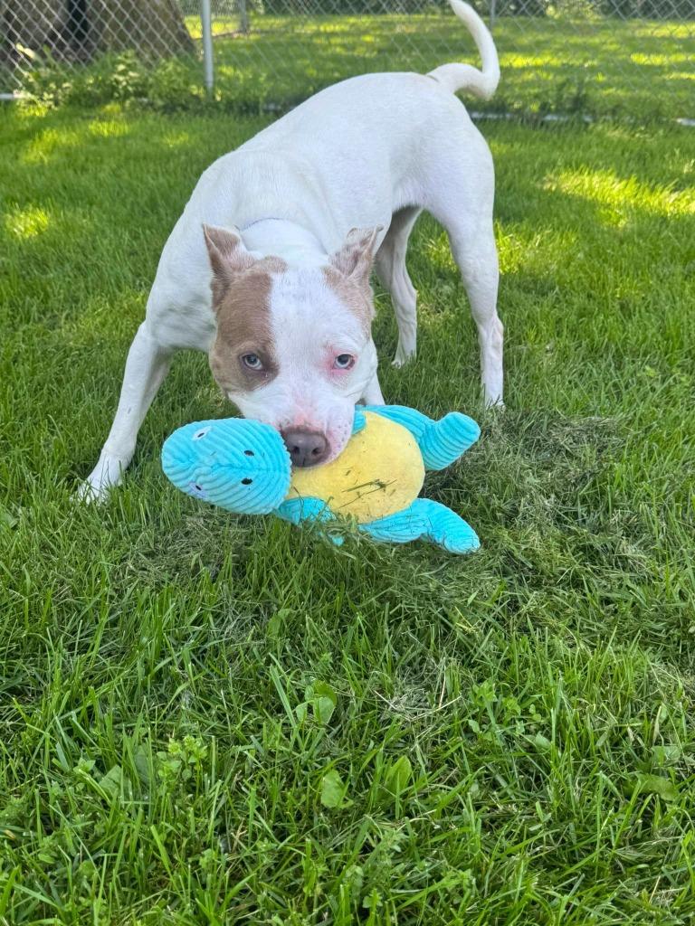 Enlarge Luna May, a Adoptable mixed breed in Marion, OH image 4/6