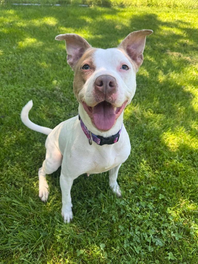 Enlarge Luna May, a Adoptable mixed breed in Marion, OH image 5/6
