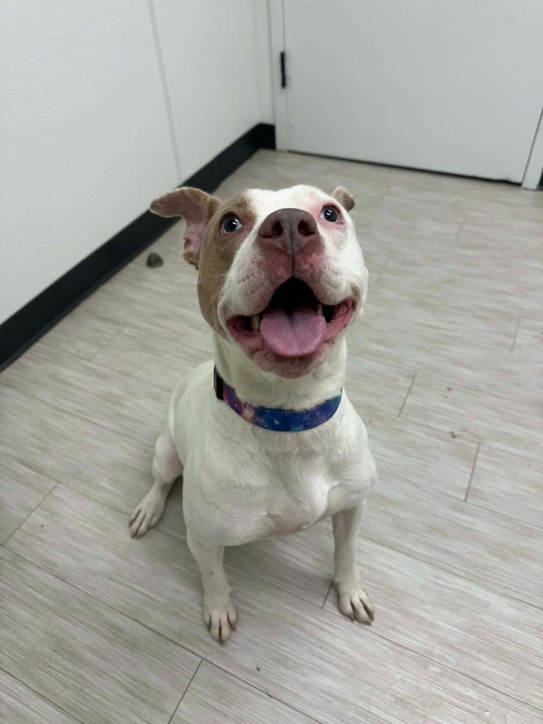 Enlarge Luna May, a Adoptable mixed breed in Marion, OH image 6/6