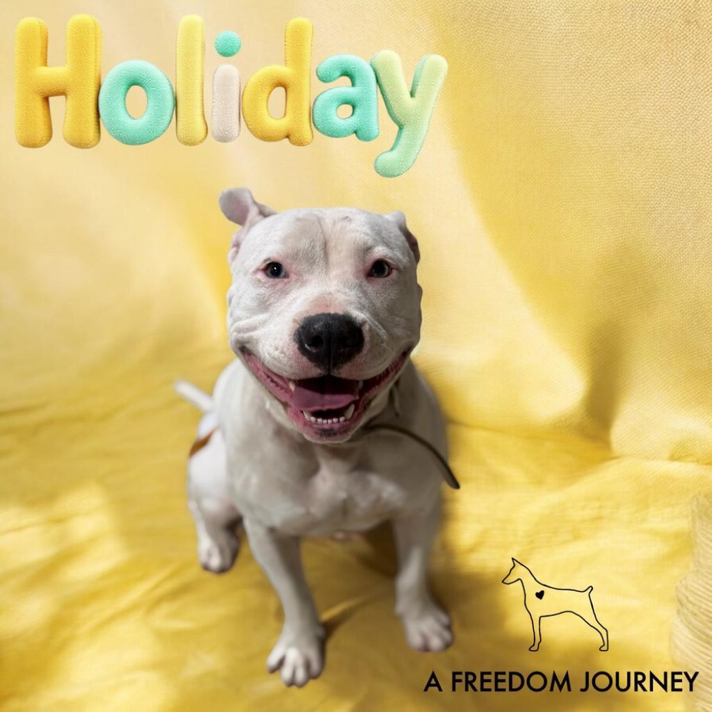 Enlarge Holiday, a Adoptable English Bulldog in Duck River, TN image 1/4