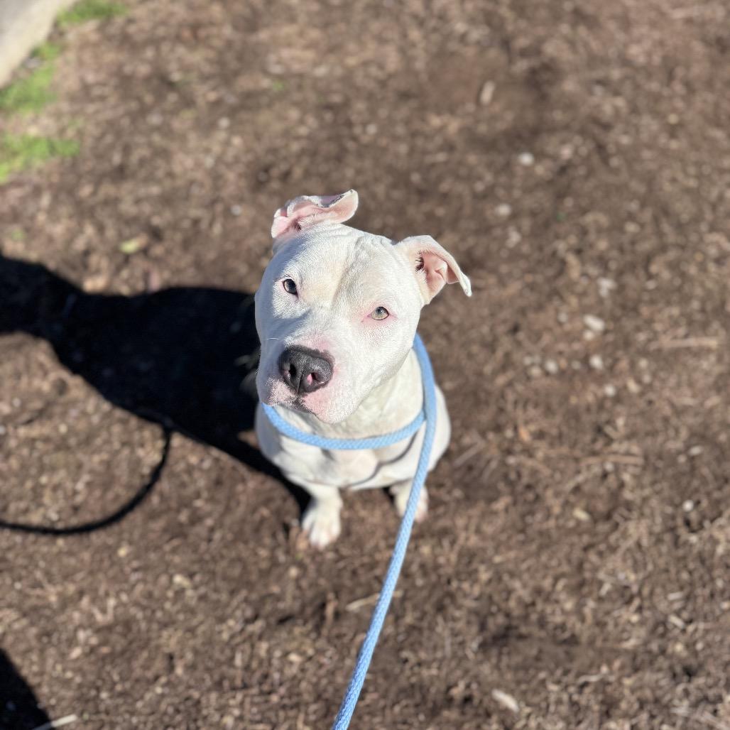 Enlarge Holiday, a Adoptable English Bulldog in Duck River, TN image 3/4