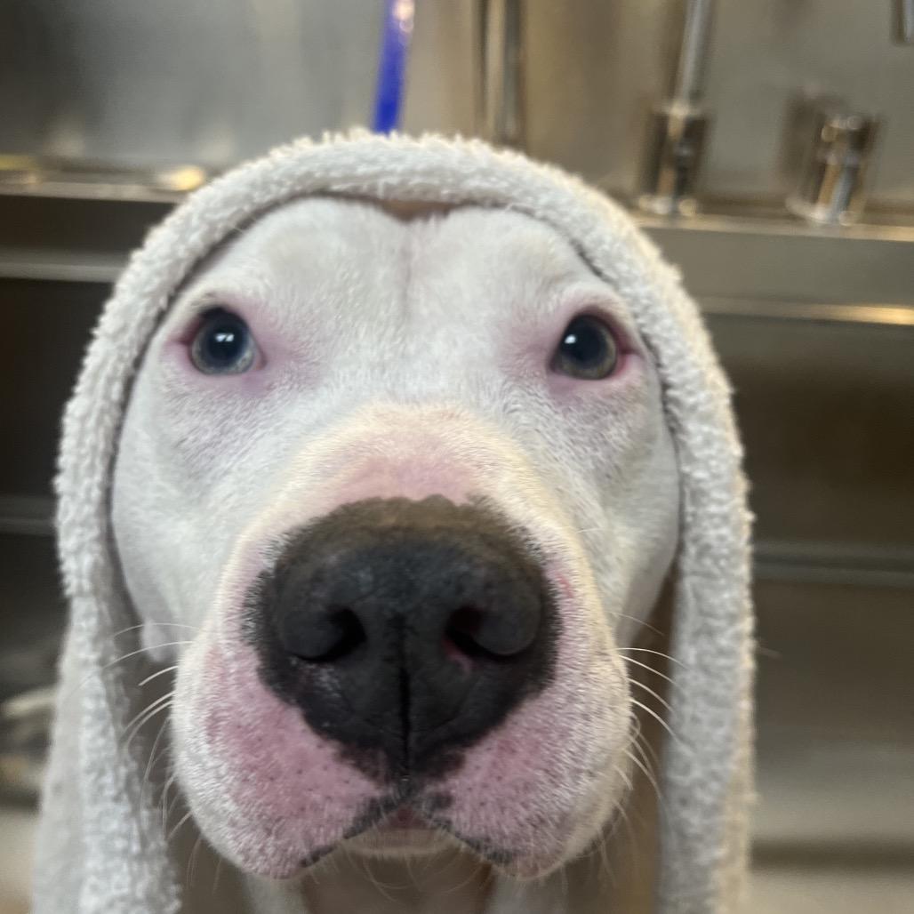 Enlarge Holiday, a Adoptable English Bulldog in Duck River, TN image 4/4