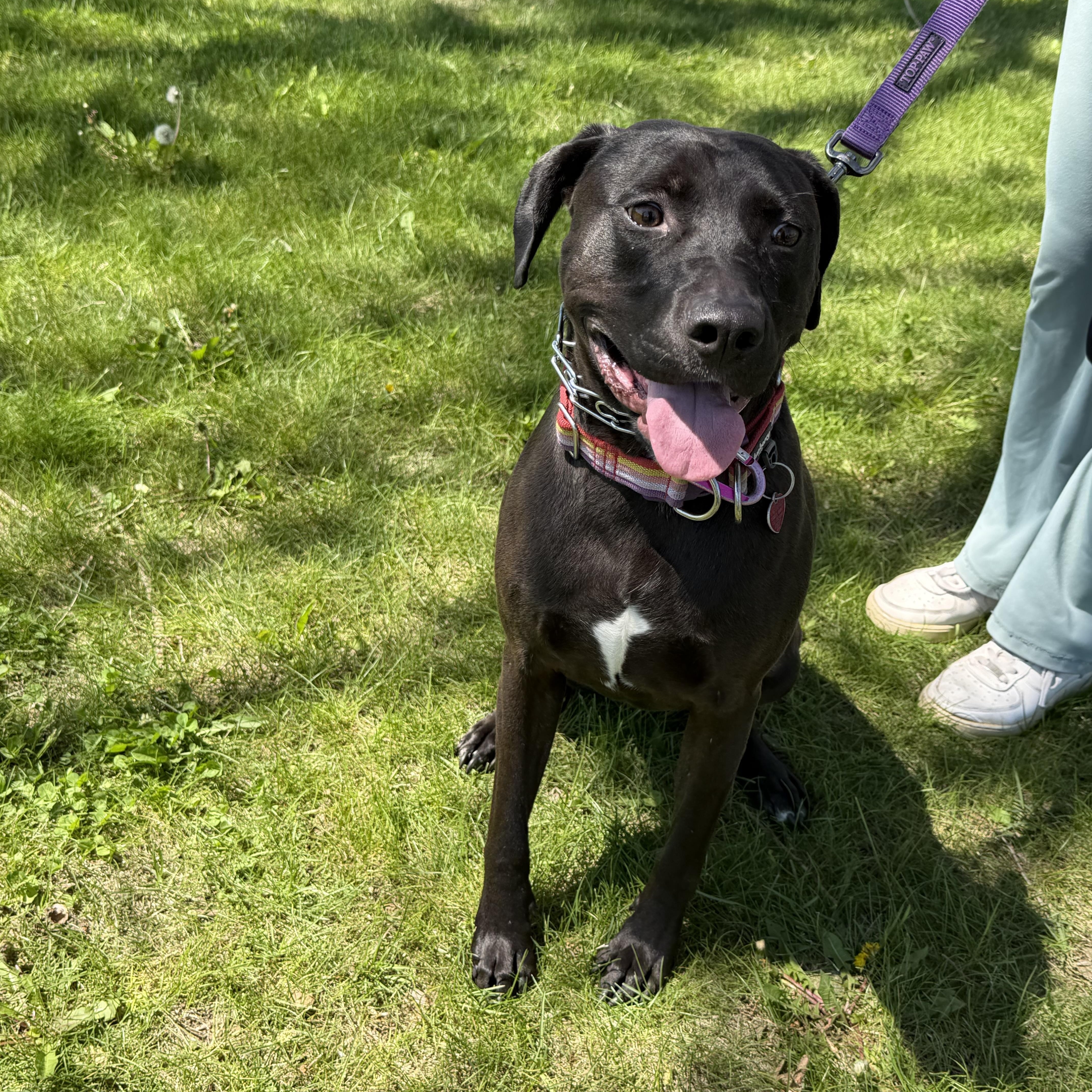 Bobbie Jo , a ADOPTABLE mixed breed in Oswego, IL image 4/5