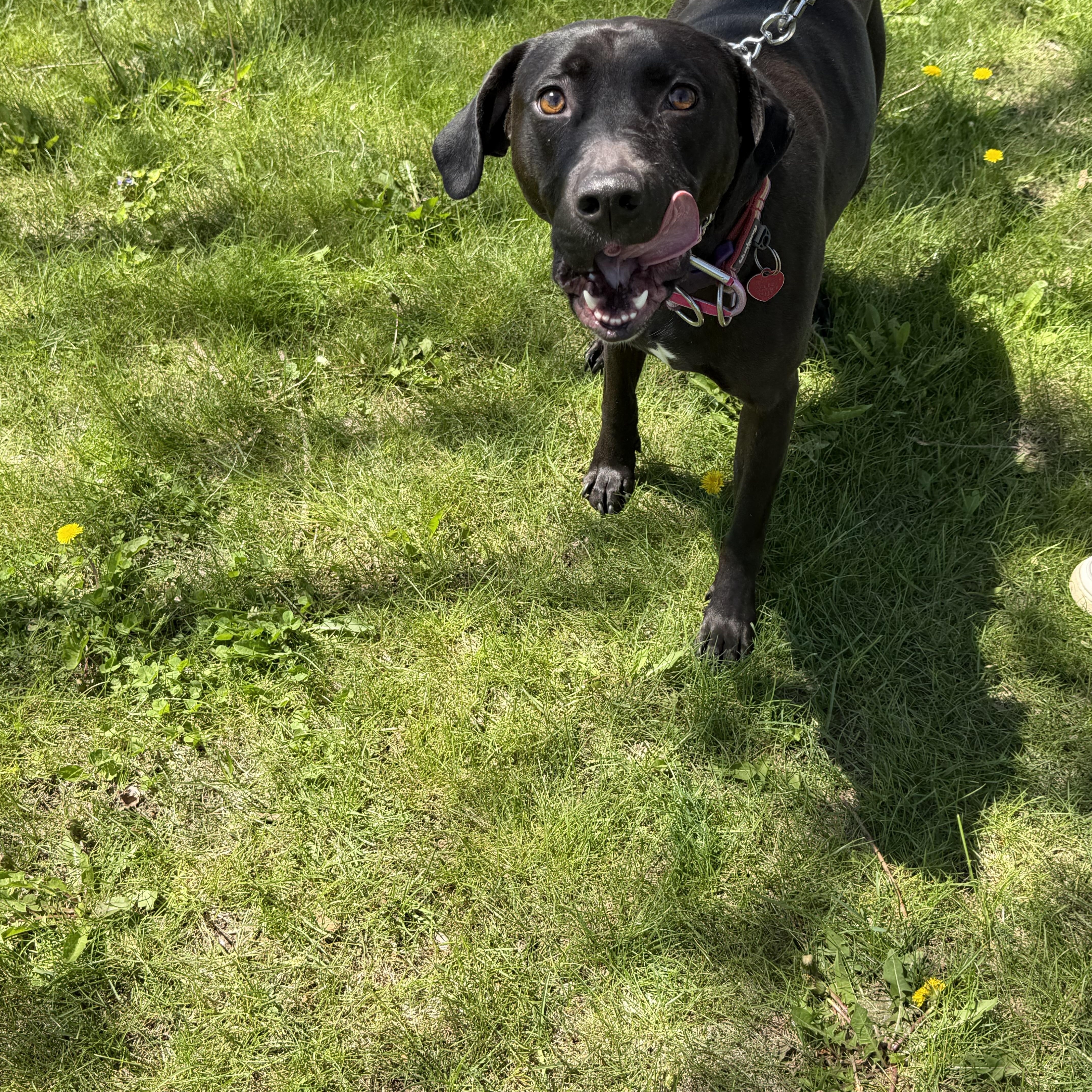 Bobbie Jo , a ADOPTABLE mixed breed in Oswego, IL image 5/5