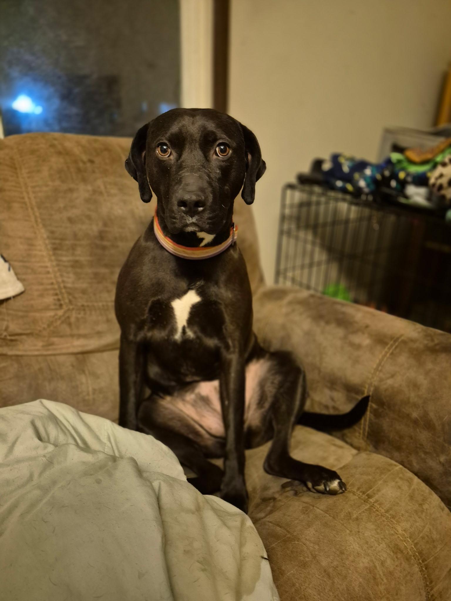 Enlarge Bobbie Jo , a ADOPTABLE mixed breed in Oswego, IL image 2/2