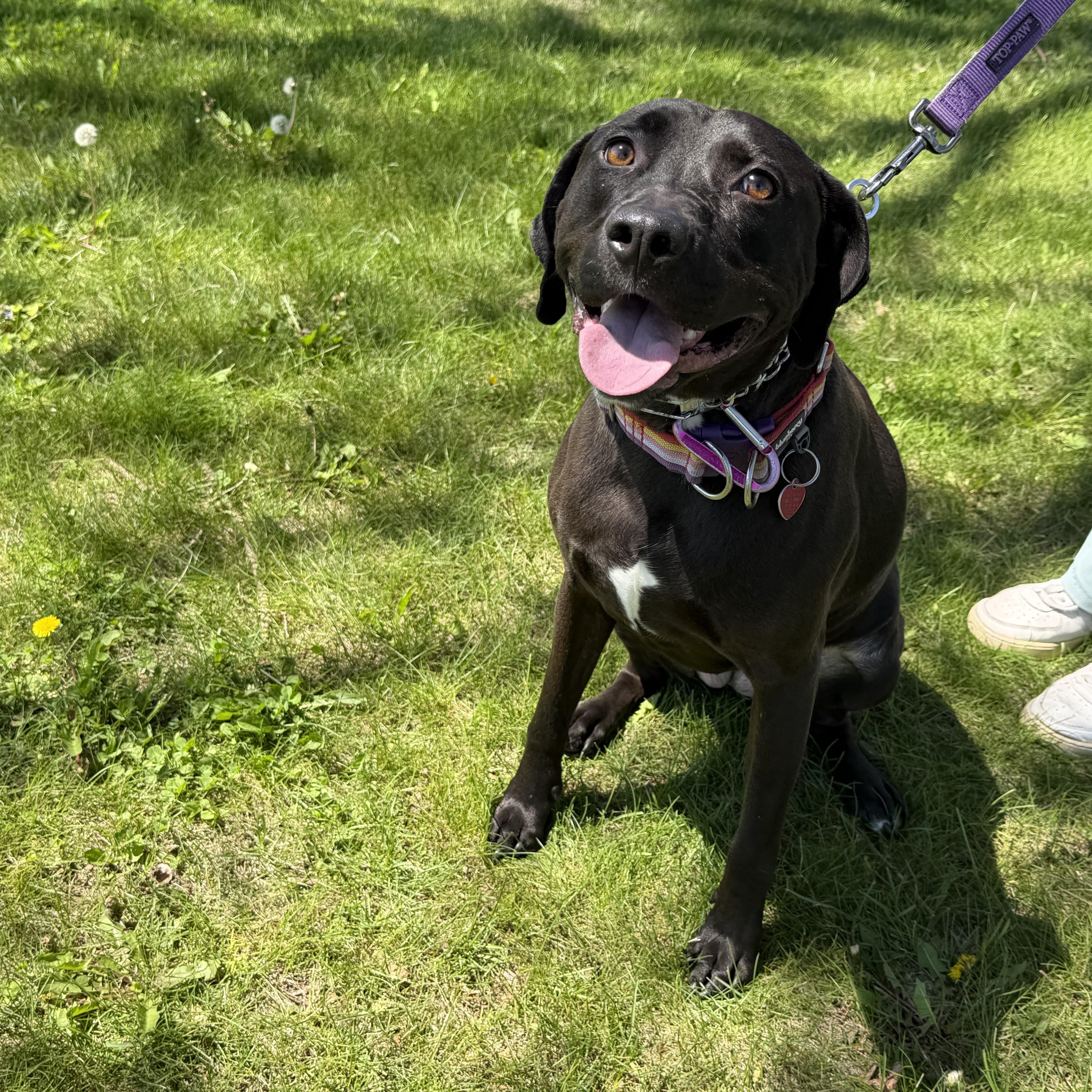 Bobbie Jo , a ADOPTABLE mixed breed in Oswego, IL image 1/5