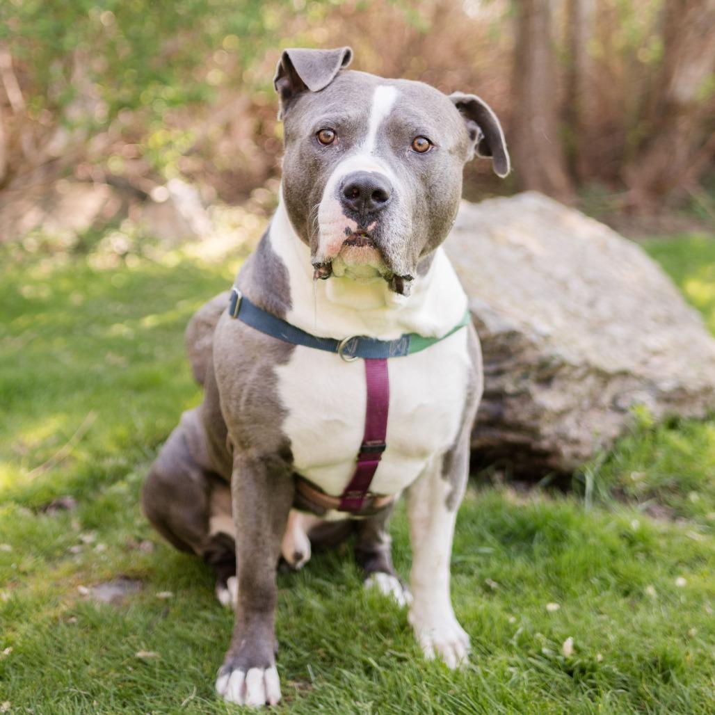 Beau, a Adoptable Mixed Breed in Middletown, RI image 1/6