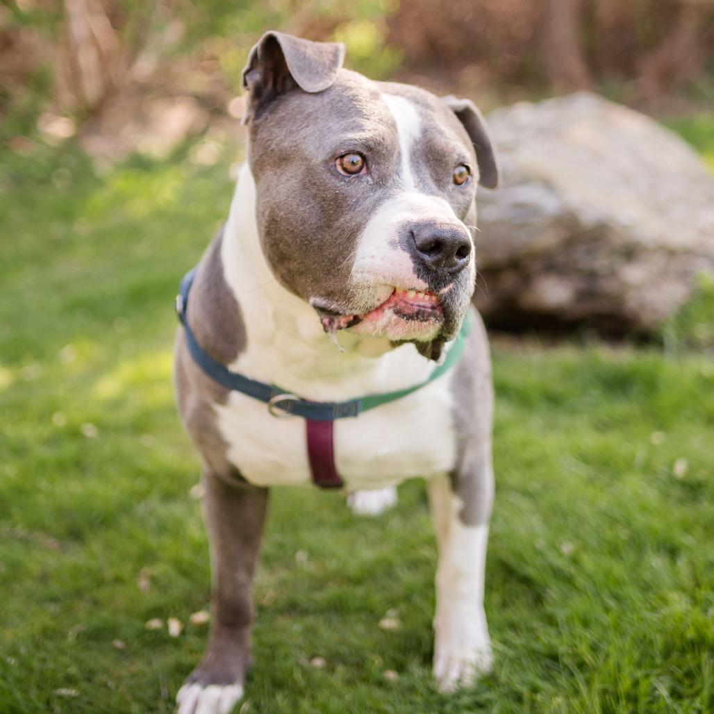 Beau, a Adoptable Mixed Breed in Middletown, RI image 2/6