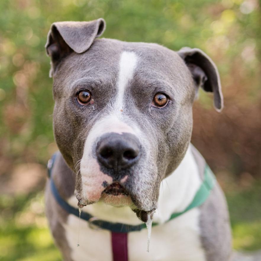 Beau, a Adoptable Mixed Breed in Middletown, RI image 3/6