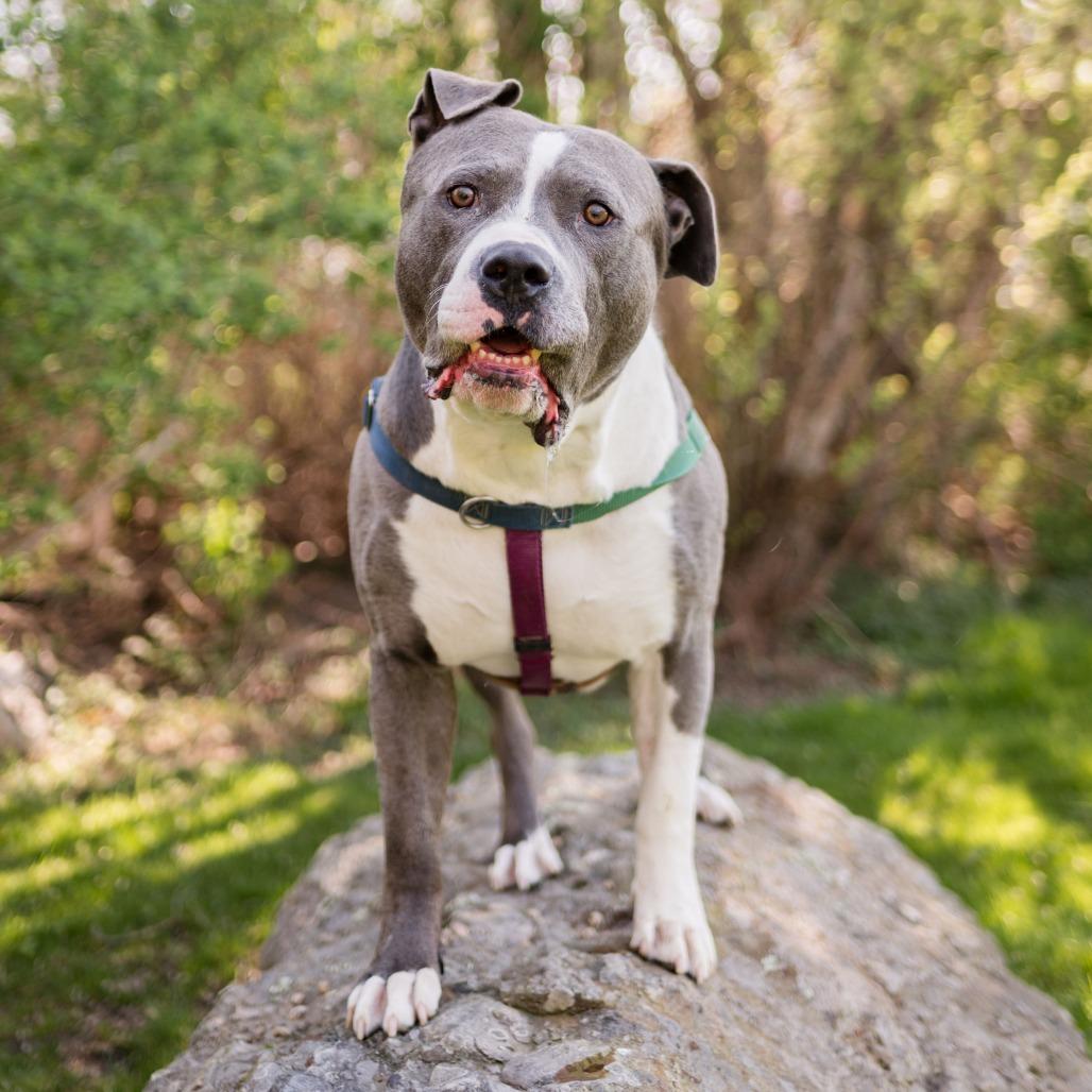 Beau, a Adoptable Mixed Breed in Middletown, RI image 5/6