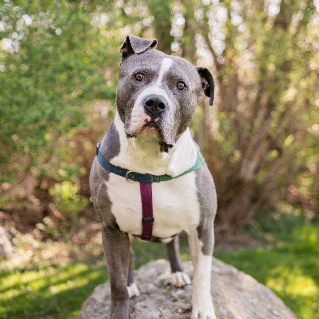 Beau, a Adoptable Mixed Breed in Middletown, RI image 6/6