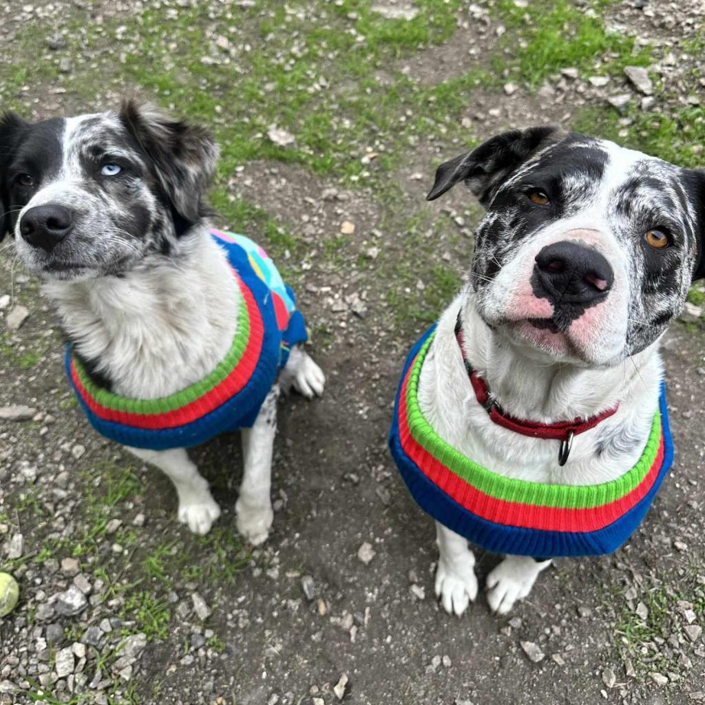 Esther, Adoptable, Senior Female Australian Shepherd.