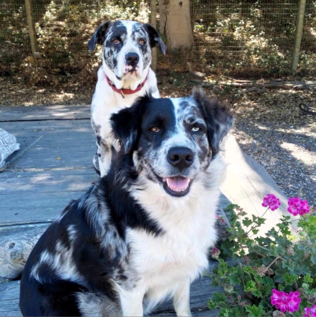 Enlarge Esther, a Adoptable Australian Shepherd in Lompoc, CA image 3/5