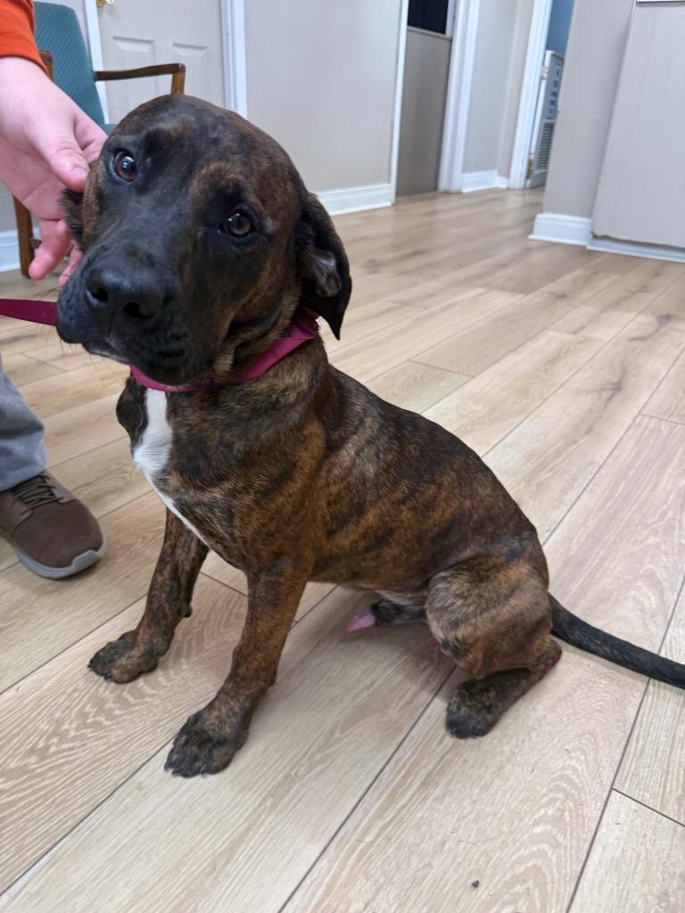 Piglet, Adoptable, Puppy Male Labrador Retriever & Staffordshire Bull Terrier.