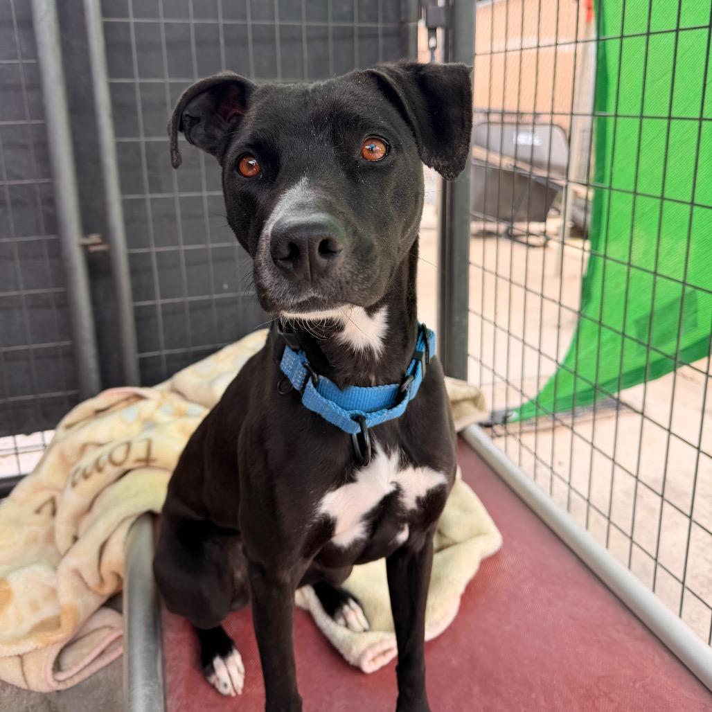 Enlarge Rory, a Adoptable Terrier in Pagosa Springs, CO image 1/5