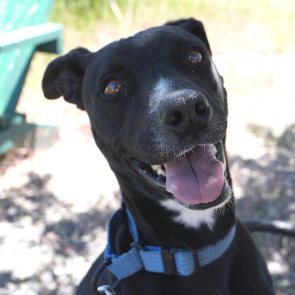 Enlarge Rory, a Adoptable Terrier in Pagosa Springs, CO image 2/5