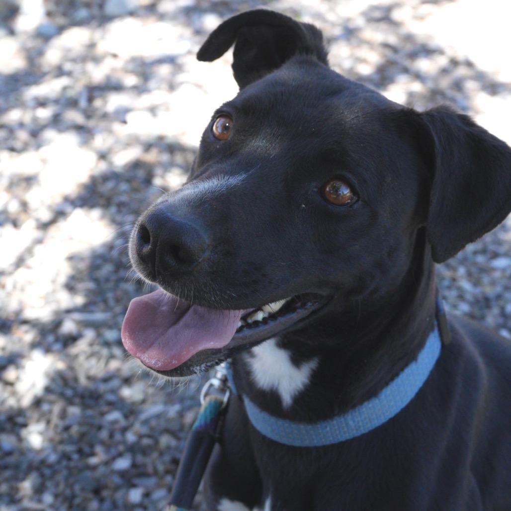 Enlarge Rory, a Adoptable Terrier in Pagosa Springs, CO image 3/5