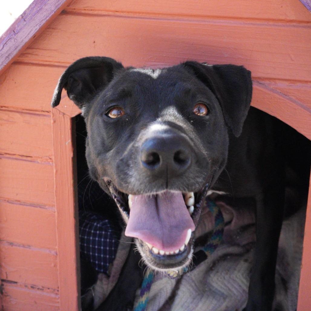 Enlarge Rory, a Adoptable Terrier in Pagosa Springs, CO image 4/5