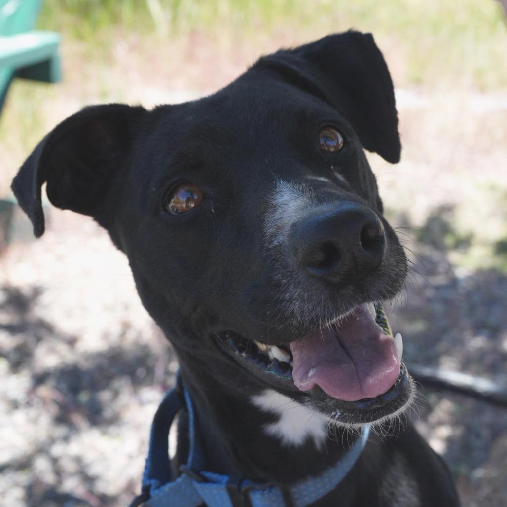 Enlarge Rory, a Adoptable Terrier in Pagosa Springs, CO image 5/5