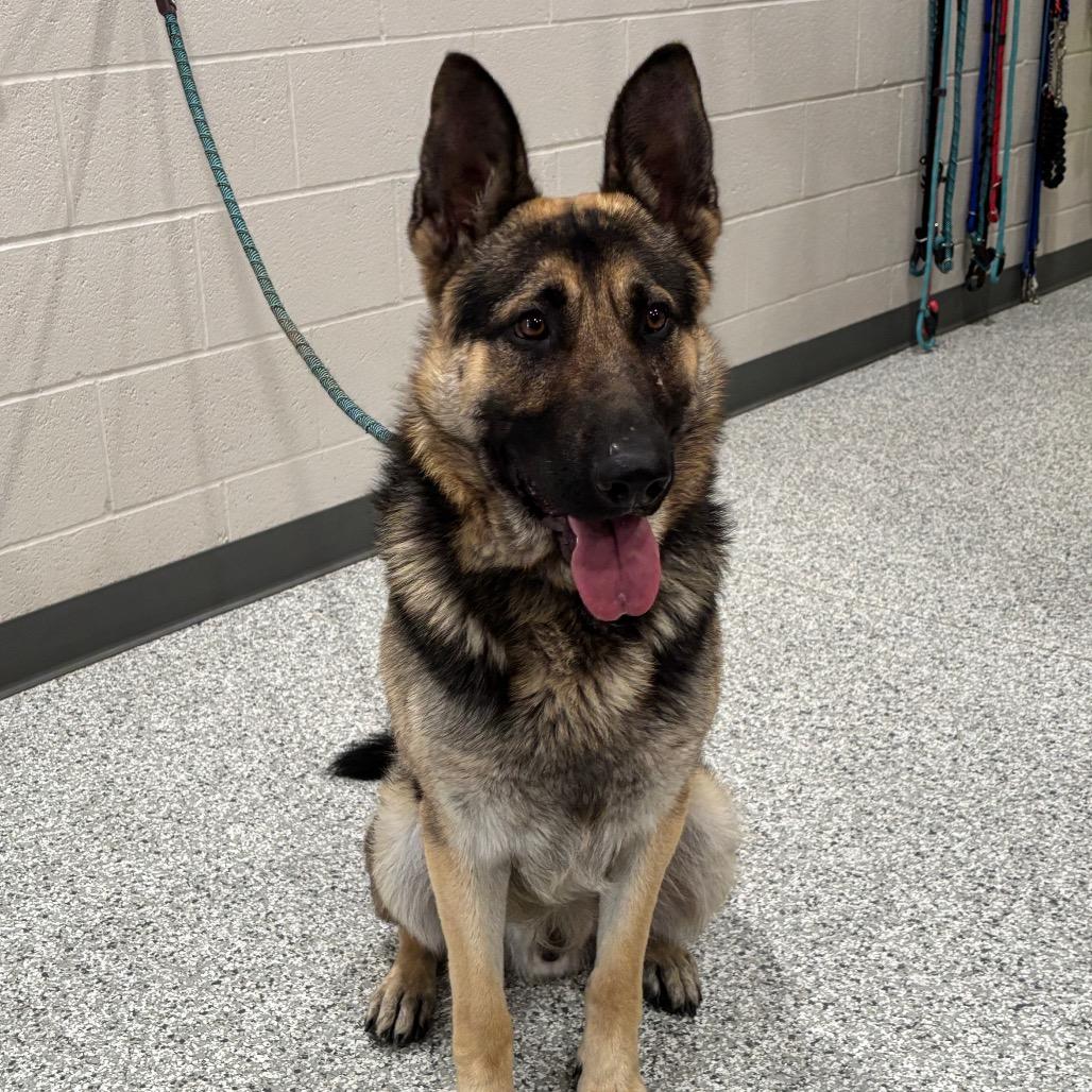 Enlarge Beau, a Adoptable German Shepherd Dog in Smithville, TN image 1/2