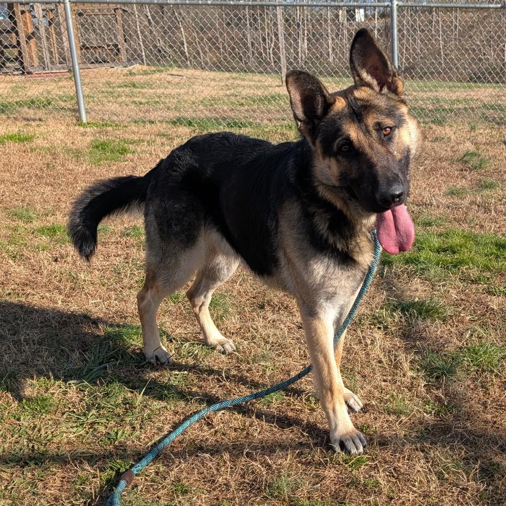 Enlarge Beau, a Adoptable German Shepherd Dog in Smithville, TN image 2/2