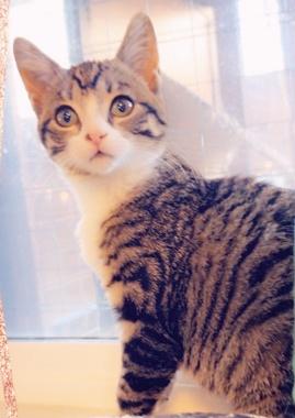 Sweetpea J, ADOPTABLE, Kitten Female Domestic Short Hair.