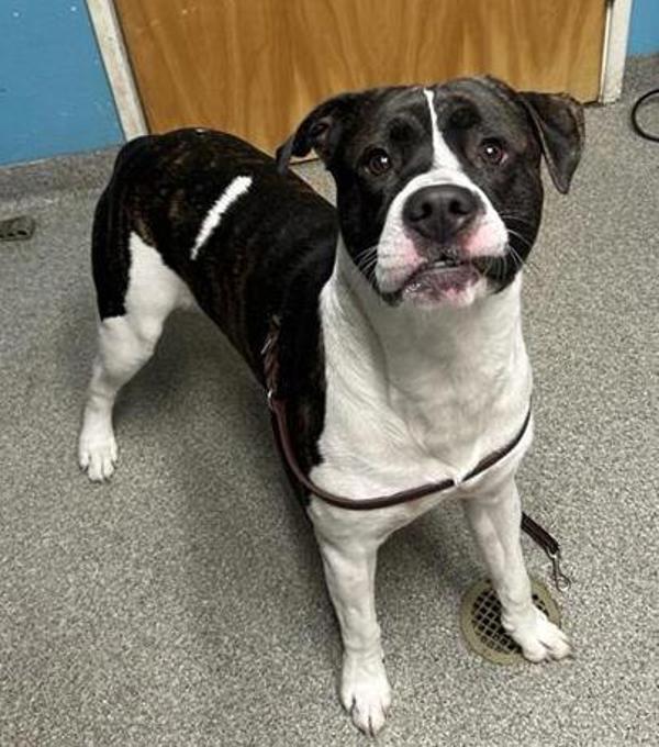 King, Adoptable, Adult Male Pit Bull Terrier.