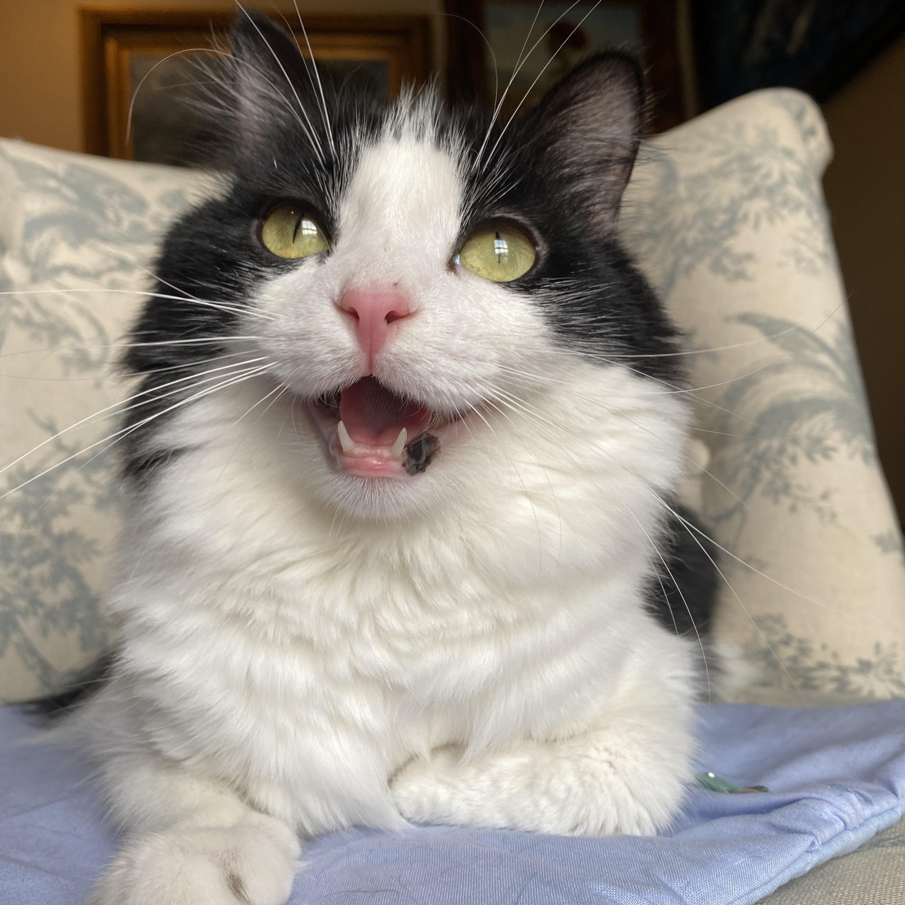 Moonbeam, Adopted, Kitten Female Tuxedo.