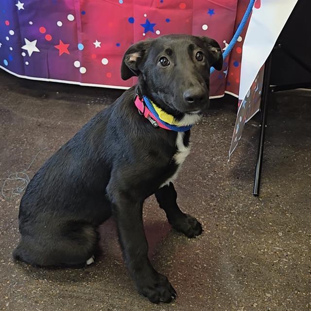 Enlarge A011278, a Adoptable mixed breed in Wylie, TX image 1/1
