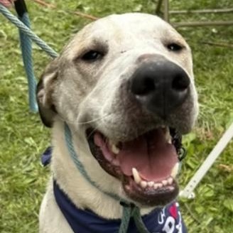 Vixen, Adoptable, Adult Male Pointer.