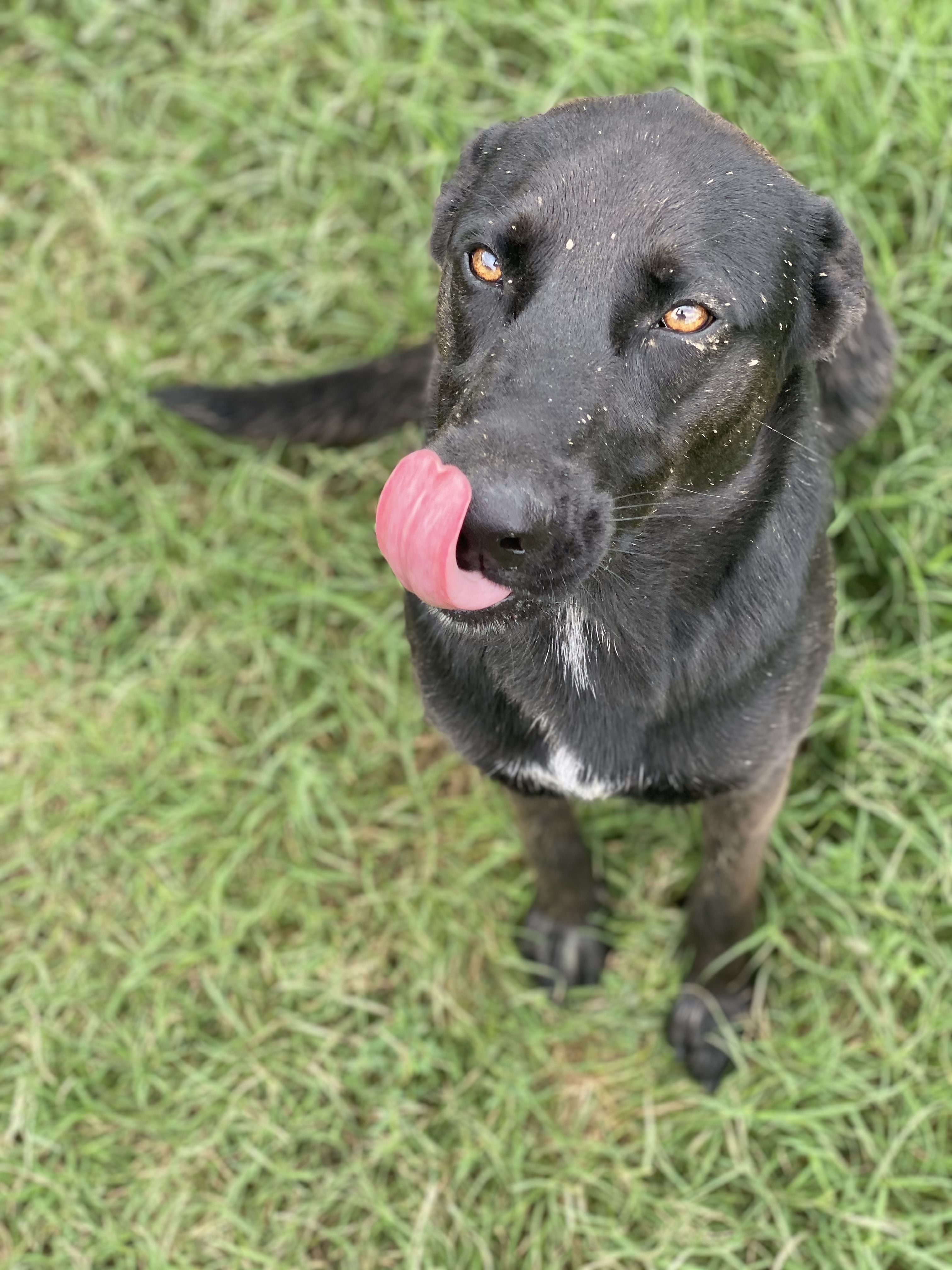 Enlarge Stevie, a Adoptable mixed breed in Dallas, TX image 1/6