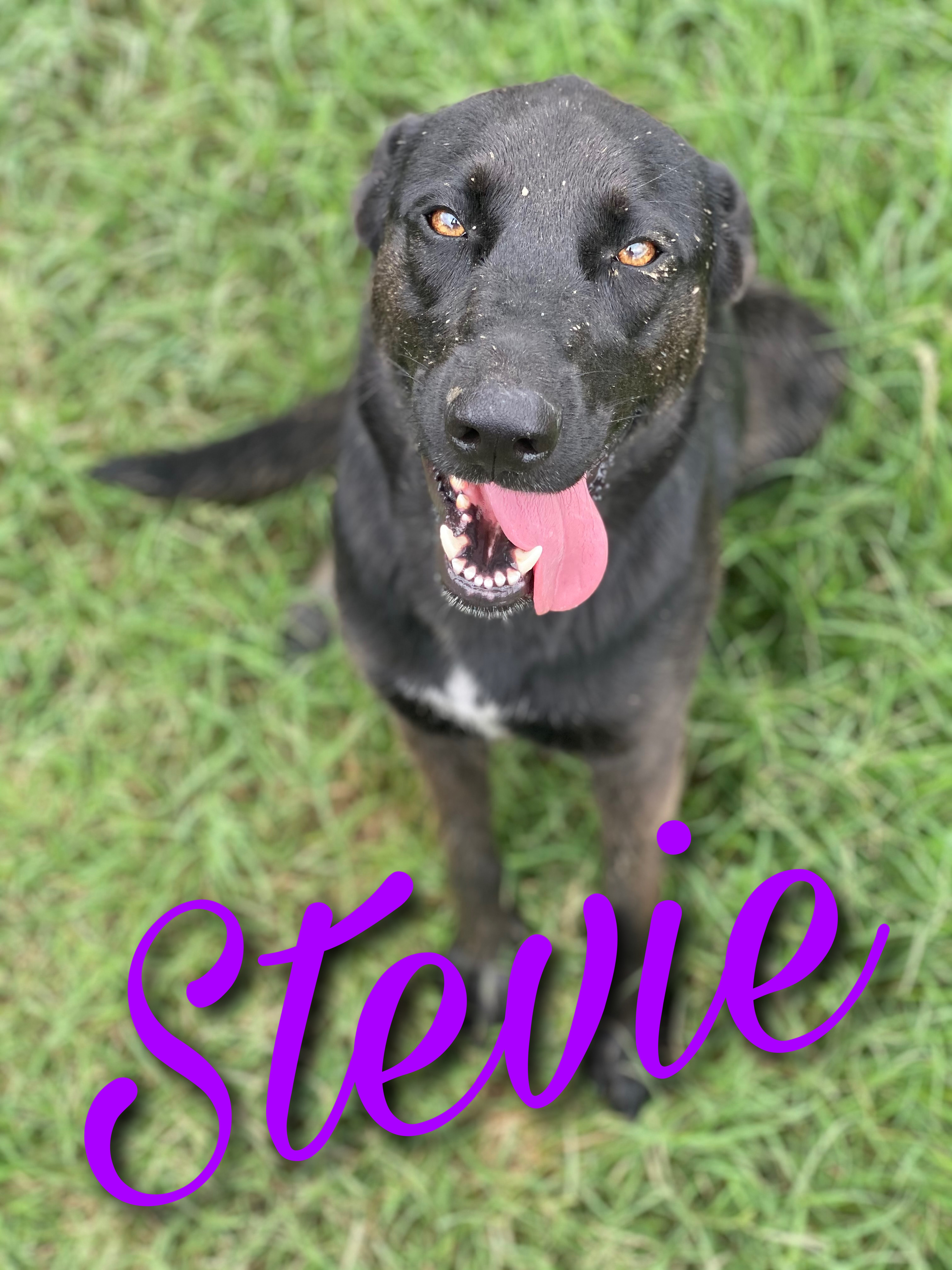 Enlarge Stevie, a Adoptable mixed breed in Dallas, TX image 2/6