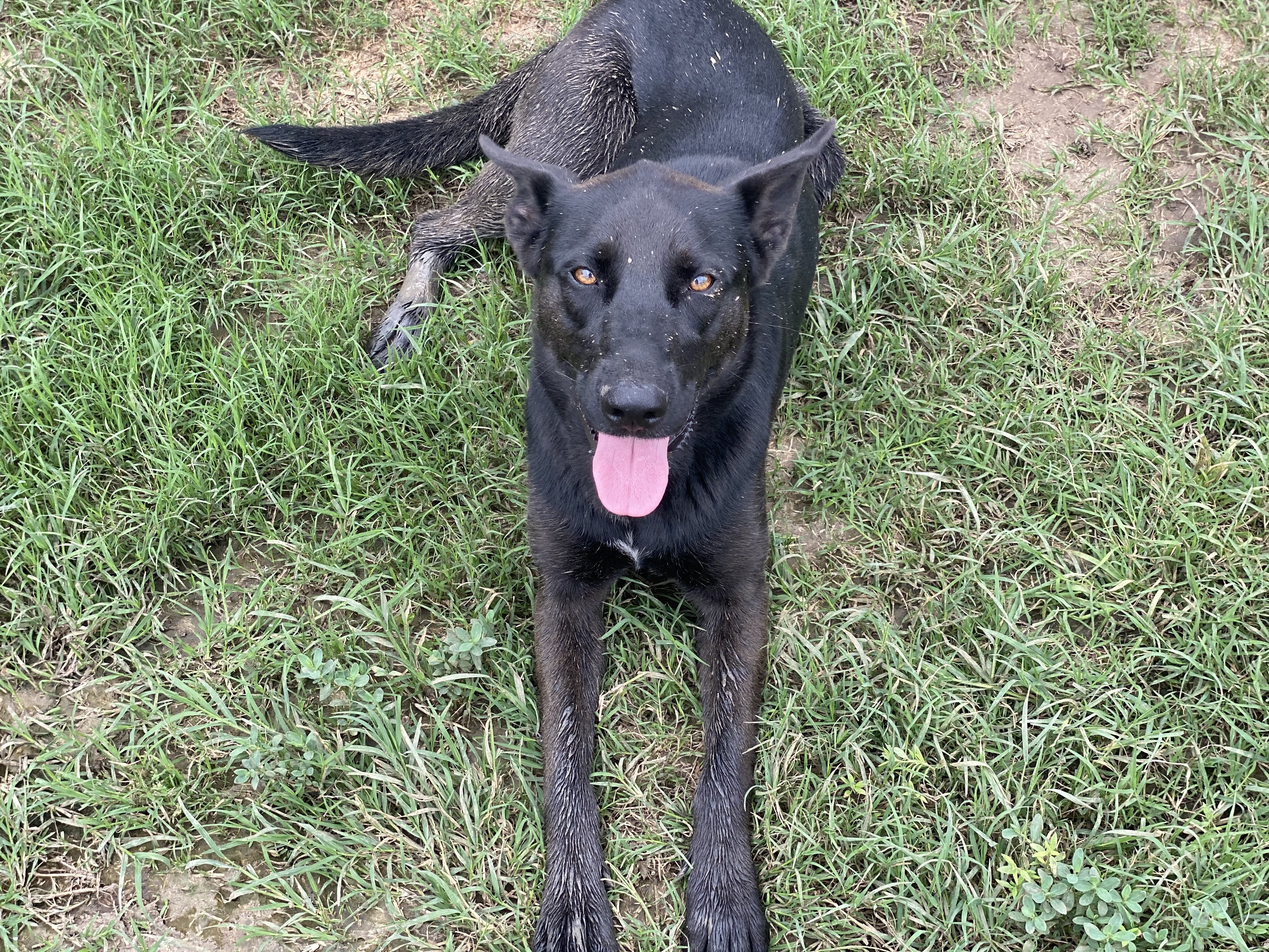 Enlarge Stevie, a Adoptable mixed breed in Dallas, TX image 3/6
