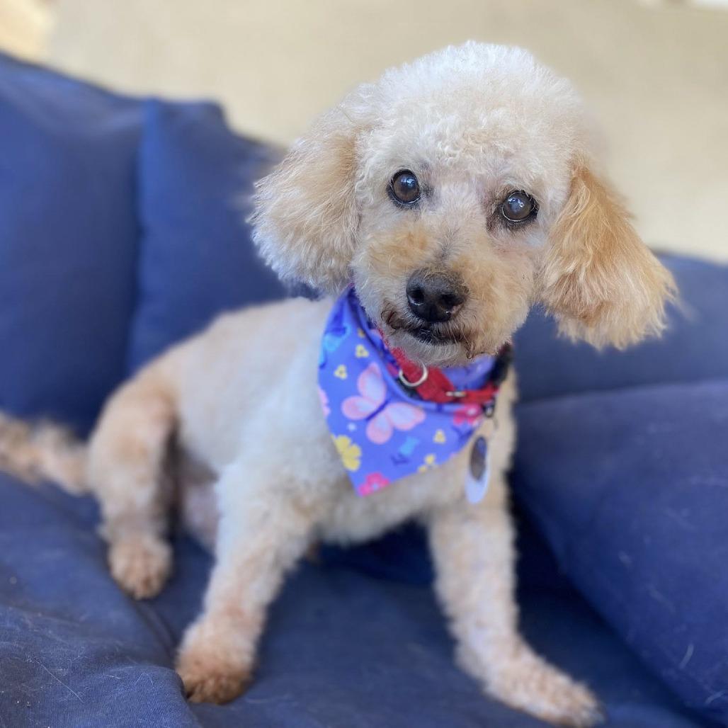 Enlarge Donegal, a Adoptable Miniature Poodle in Ramona, CA image 1/6