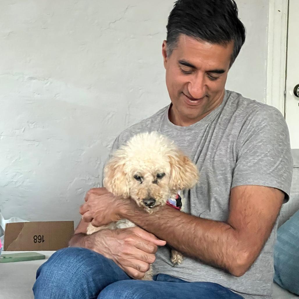 Enlarge Donegal, a Adoptable Miniature Poodle in Ramona, CA image 2/6