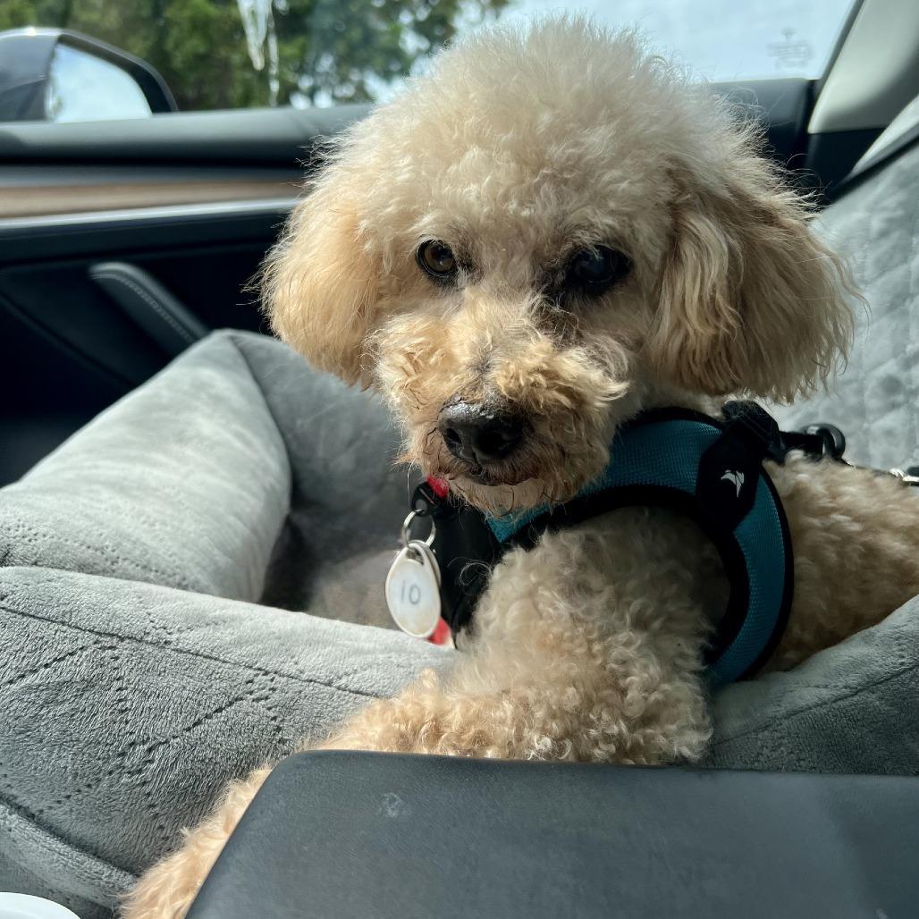 Enlarge Donegal, a Adoptable Miniature Poodle in Ramona, CA image 3/6