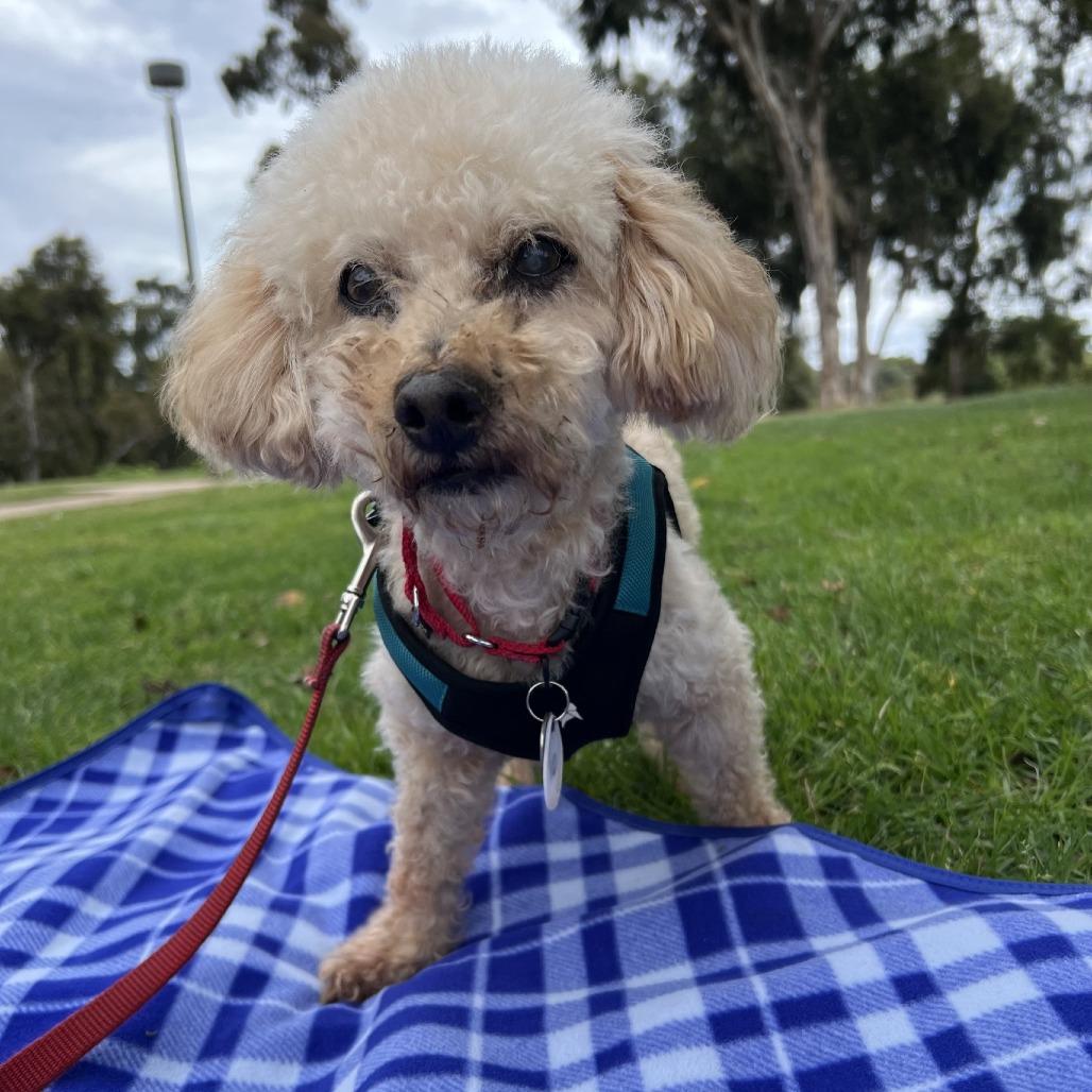 Enlarge Donegal, a Adoptable Miniature Poodle in Ramona, CA image 4/6
