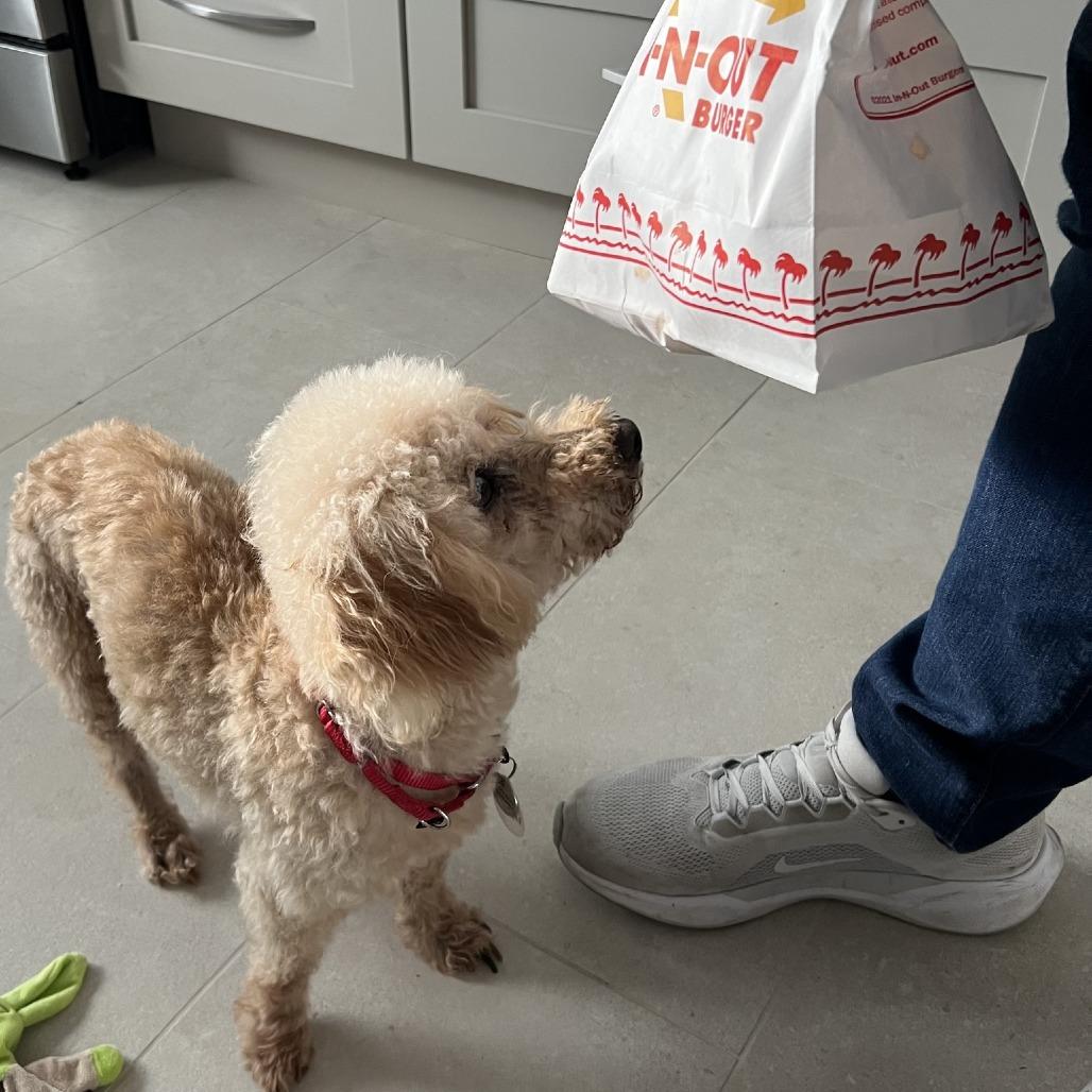 Enlarge Donegal, a Adoptable Miniature Poodle in Ramona, CA image 5/6