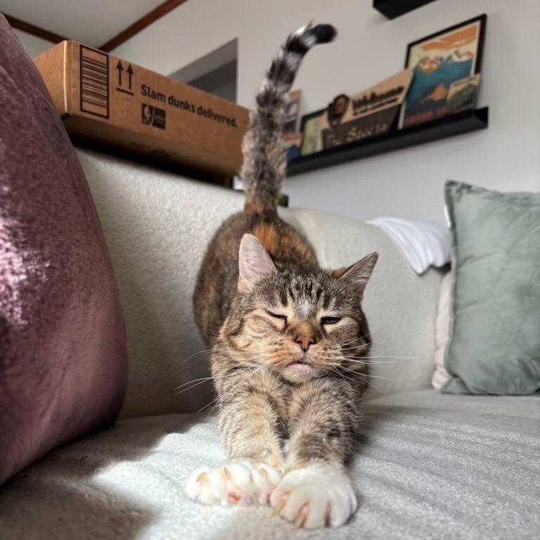Zella--In Foster, Adoptable, Senior Female Domestic Short Hair.