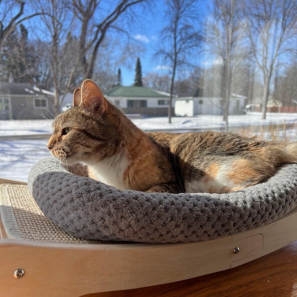 Enlarge Zella--In Foster, a Adoptable Domestic Short Hair in Fargo, ND image 2/6