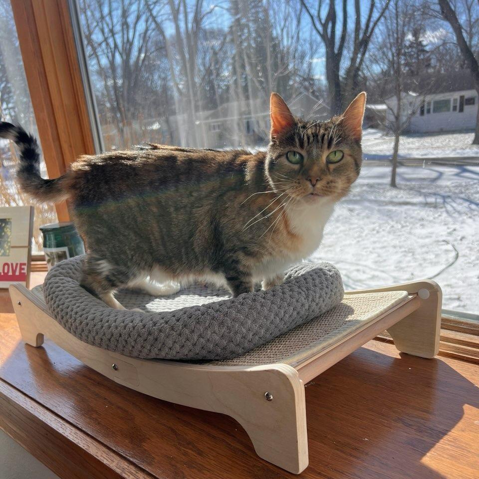 Enlarge Zella--In Foster, a Adoptable Domestic Short Hair in Fargo, ND image 3/6