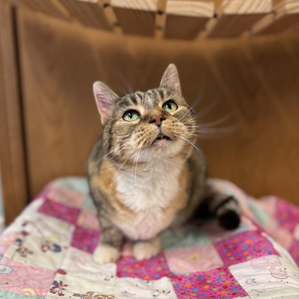 Enlarge Zella--In Foster, a Adoptable Domestic Short Hair in Fargo, ND image 4/6