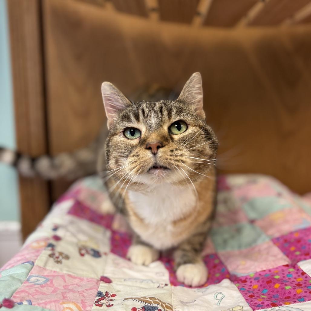 Enlarge Zella--In Foster, a Adoptable Domestic Short Hair in Fargo, ND image 5/6